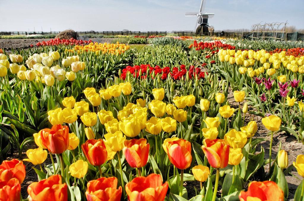 Buitenplaats Witte Raaf Aan Zee ノールトウェイク エクステリア 写真